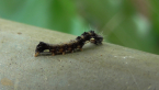 Caterpillar