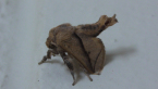 Limacodid Moth