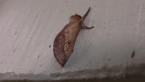 Hepialidae Moth