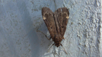 Litter Moth