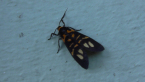 Erebidae Moth