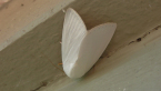 Noctuid Moth
