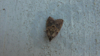 Awaiting identification