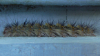 Anthelid Moth Caterpillar