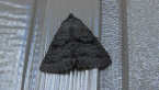 Erebidae Moth