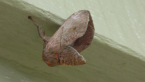 Cup Moth