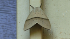 Fallen Bark Looper