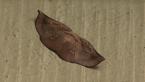 Geometrid Moth