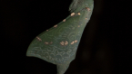 Swift Ghost Moth