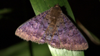 Plain Cloak Moth