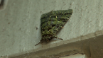Notodontid Moth