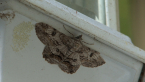 Geometrid Moth