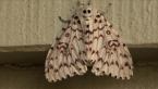 Tussock Moth