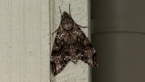 Privet Hawk Moth