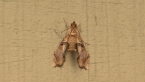 Crambid Moth