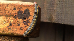 Lily Caterpillar