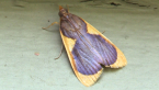 Crambid Moth
