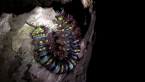 White-stemmed Gum Moth Caterpillar