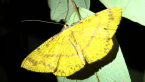 Geometrid Moth