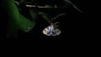 Euteliidae Moth