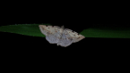 Geometrid Moth