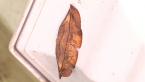 Geometrid Moth