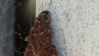 Australian Bag Moth