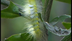 Perfect Tussock Moth Larva