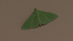 Crambidae Moth