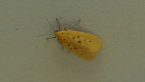 Yellow Tiger Moth