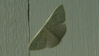 Bitou Tip Moth