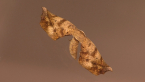 Circopetes Moth