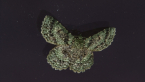 Green Looper Moth
