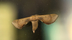 Bombycidae Moth