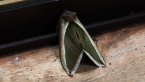 Green Fruit-piercing Moth