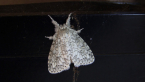 Lymantriid Moth