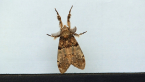 Brown Tussock Moth