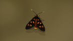 Tiger Moth