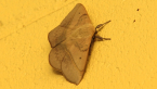 Variable Anthelid