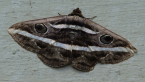 White-banded Noctuid Moth