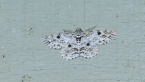 Cleora Species