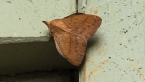 Wattle Snout Moth
