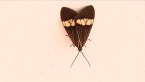 Magpie Moth
