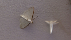 White Moths