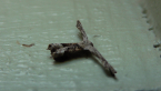 Uraniid Moth