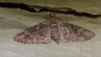 Montane Carpet Moth