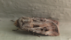 Brown Cutworm