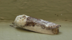 Small Fruit Tree Borer