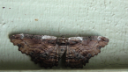 Sinister Moth