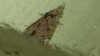 Nolidae Moth